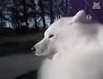 ��� ������ �� ���������� �������� �����������