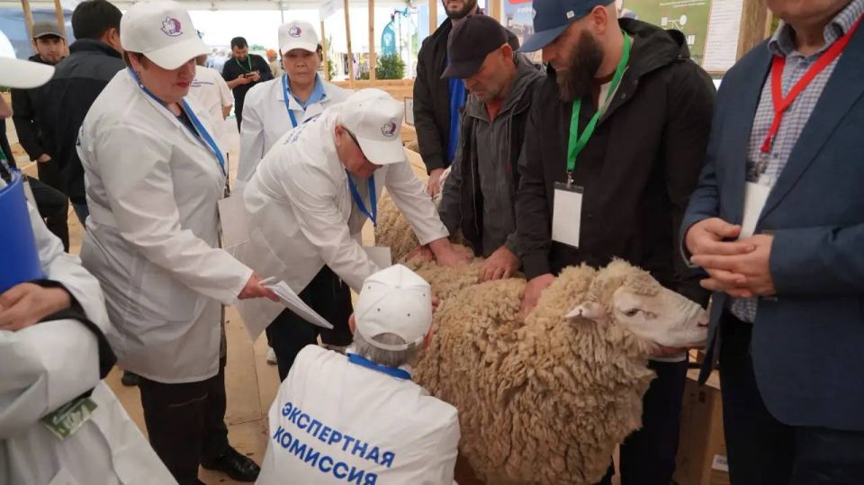 Животноводы Дагестана завоевали свыше 40 наград с Российской выставки племенных овец и коз в Калмыкии Животноводы Дагестана завоевали свыше 40 наград с Российской выставки племенных овец и коз в Калмыкии