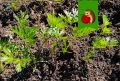 Как правильно поливать морковь для урожая: советы по составам