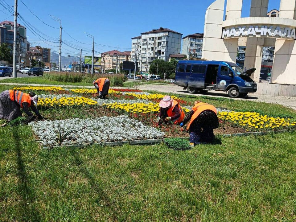 В районе троллейбусного кольца в Махачкале посадили цветы и зелёные насаждения В районе троллейбусного кольца в Махачкале посадили цветы и зелёные насаждения