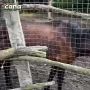 В Дагестане блогер опубликовала видео из зоопарка при ресторане «Лесная усадьба» в Дербентском районе, где животные содержатся в ненадлежащих условиях
