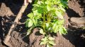 Окучивание картофеля: искусство, которое увеличивает урожай