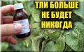 ��� ���������� �������� � ��� �� ������ �������