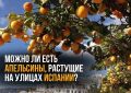 Апельсины Испании: стоит ли пробовать уличные плоды?