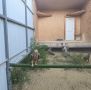 В Дагестане спасли двух краснокнижных степных орлов