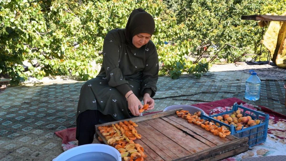 Урожайность абрикосов в Дагестане снизилась в несколько раз Урожайность абрикосов в Дагестане снизилась в несколько раз