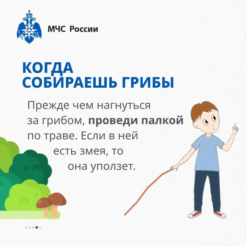 Жаркий Дагестан: как не испортить отдых встречей со змеёй Жаркий Дагестан: как не испортить отдых встречей со змеёй