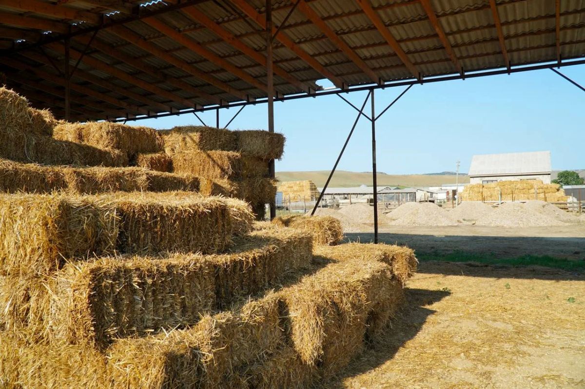 В Дагестане заготовлено почти 500 тысяч тонн кормов В Дагестане заготовлено почти 500 тысяч тонн кормов
