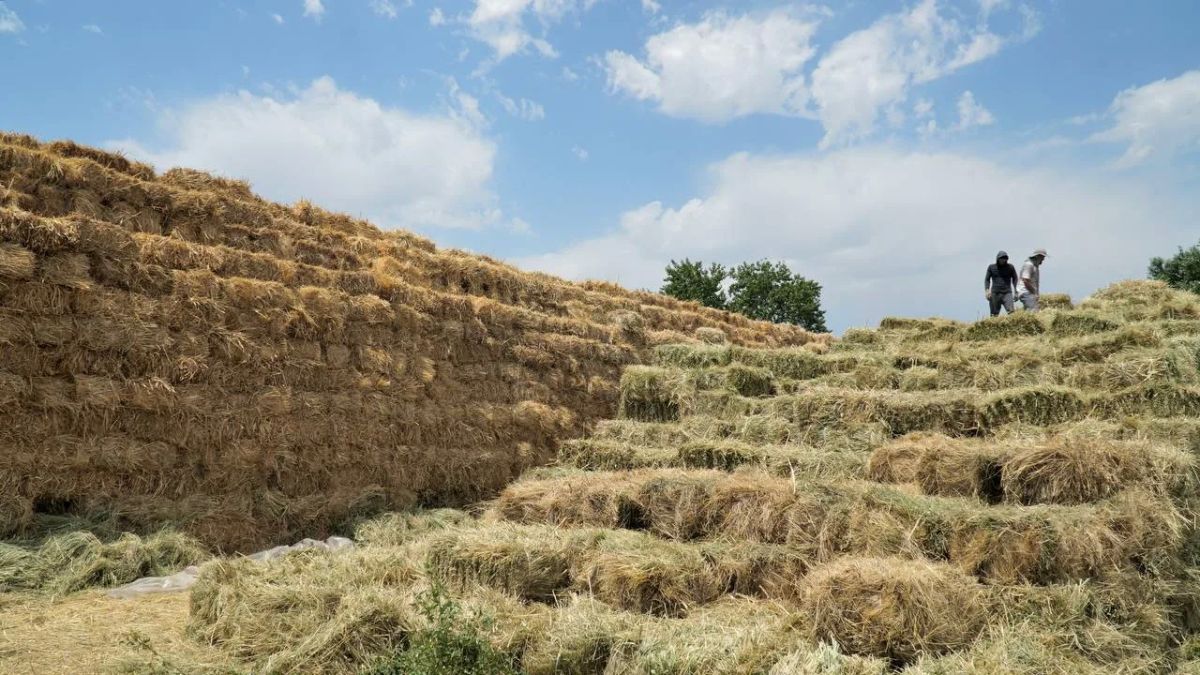 В Дагестане заготовлено почти 500 тысяч тонн кормов В Дагестане заготовлено почти 500 тысяч тонн кормов