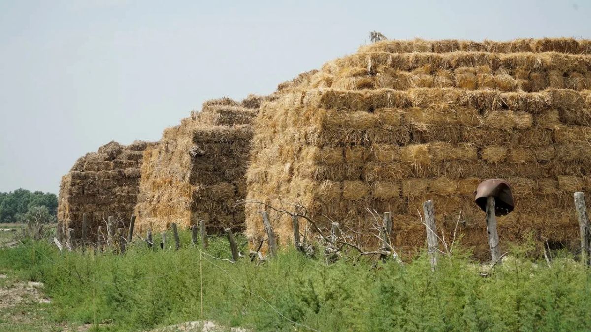 В Дагестане заготовлено почти 500 тысяч тонн кормов В Дагестане заготовлено почти 500 тысяч тонн кормов