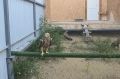 В Дагестане спасли двух краснокнижных орлов