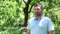 Сезон «оранжевых крыш»: в Дагестане в разгаре сбор абрикосов