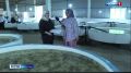 Искусственное воспроизводство — единственный способ восстановить популяцию