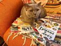 С Днем Грибника: Вдохновение для любителей лесных находок