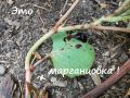 Как победить рейнутрию: секреты эффективной борьбы с инвазивным сорняком