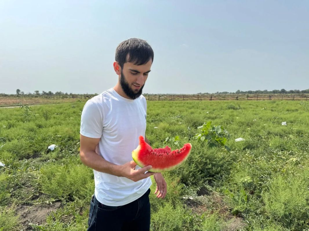 В Кизлярском районе собирают урожай арбузов с полутора тысяч гектаров