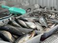 Переработка рыбы в Дагестане выросла на 12,5% в первом полугодии 2026 года