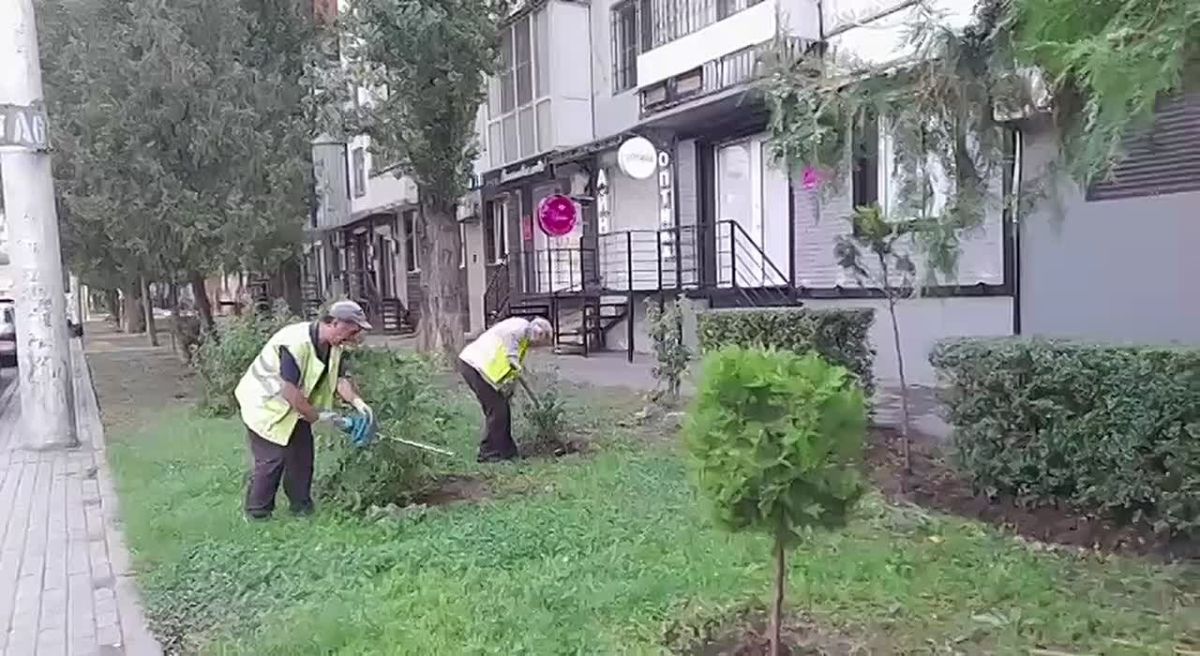 Благоустройство зелёной территории на улице Толстого