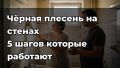 Эффективные способы избавиться от черной плесени на стенах