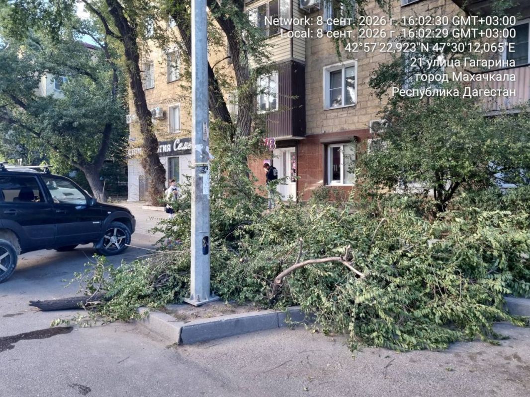Сотрудниками МБУ «Благоустройство» проведены работы по обрезке деревьев по следующим адресам в г. Махачкала: Сотрудниками МБУ «Благоустройство» проведены работы по обрезке деревьев по следующим адресам в г. Махачкала: