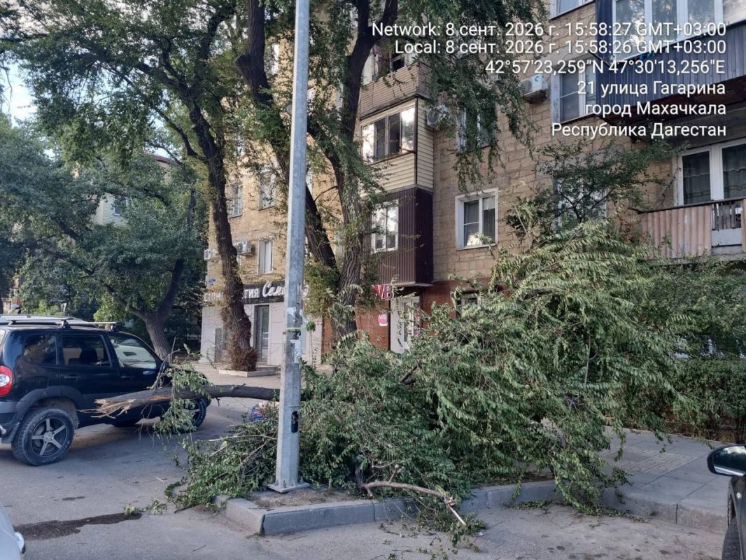 Сотрудниками МБУ «Благоустройство» проведены работы по обрезке деревьев по следующим адресам в г. Махачкала: Сотрудниками МБУ «Благоустройство» проведены работы по обрезке деревьев по следующим адресам в г. Махачкала: