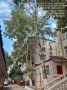 Сотрудниками МБУ «Благоустройство» г. Махачкалы проведены работы по спилу деревьев по следующим адресам: