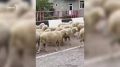 С высокогорных пастбищ — к местам зимовки