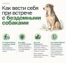 В Хасавюрте продолжается плановая работа по отлову безнадзорных собак