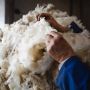 В Дагестане планируют увеличить производство шерсти на 8%