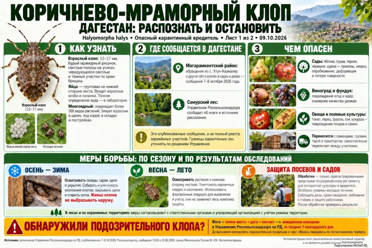 Министерство сельского хозяйства и продовольствия Республики Дагестан сообщает о выявлении очагов распространения коричнево-мраморного клопа в ряде южных районов республики