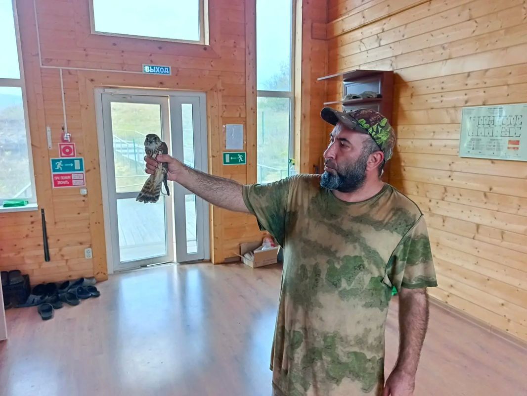Молодого сокола спасли в Хасавюртовском районе Молодого сокола спасли в Хасавюртовском районе