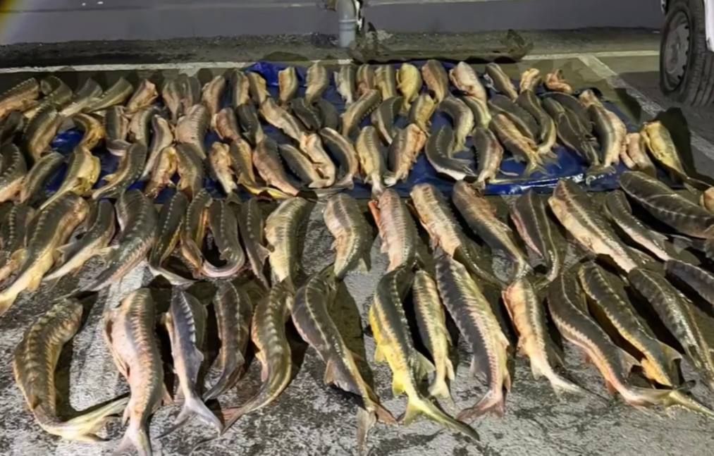 Водитель с 346 кг краснокнижного осетра пытался уйти на полиции в Дагестане