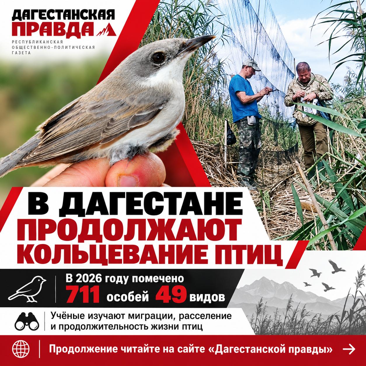 711 птиц 49 видов: что обнаружили орнитологи в Дагестане?