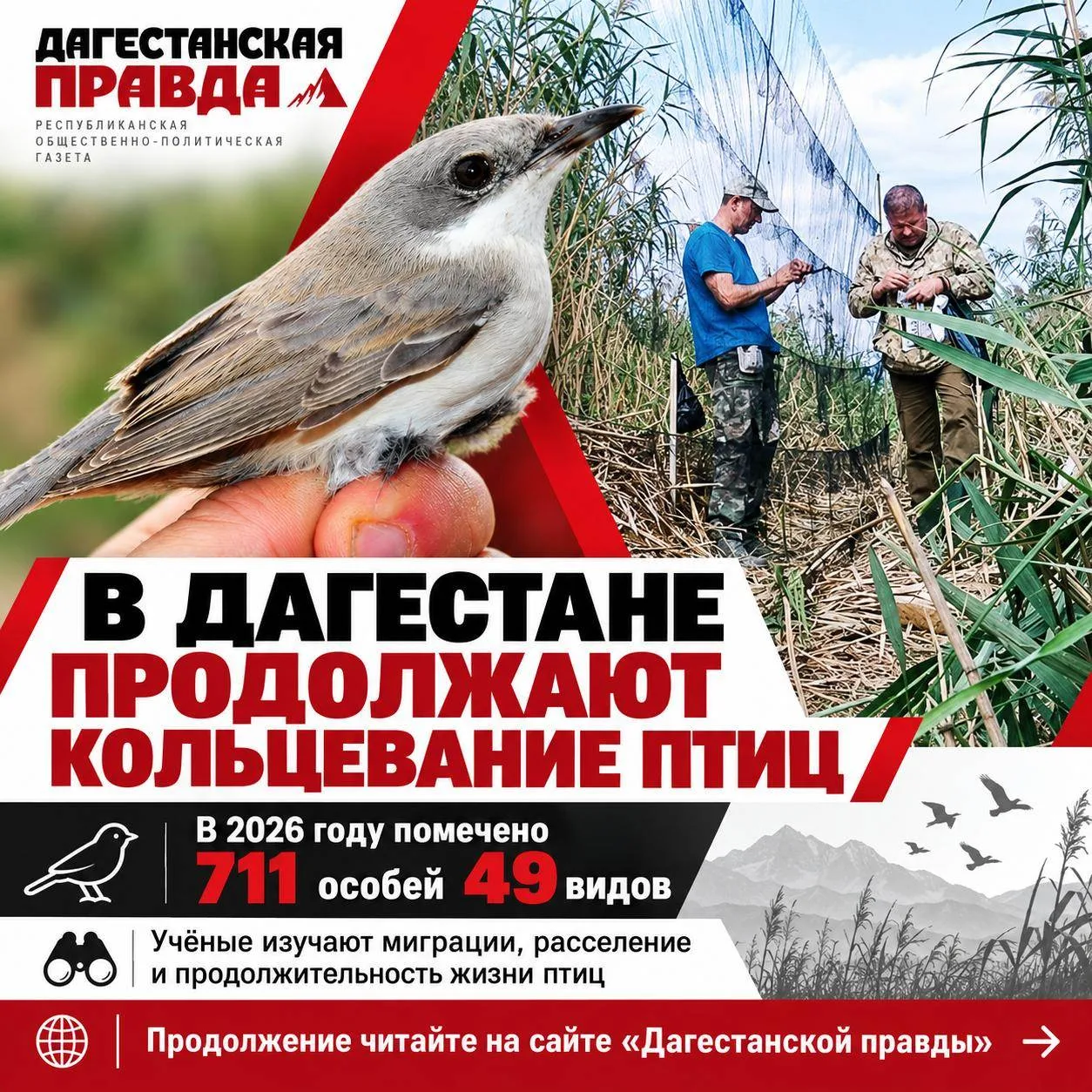 711 птиц 49 видов: что обнаружили орнитологи в Дагестане?