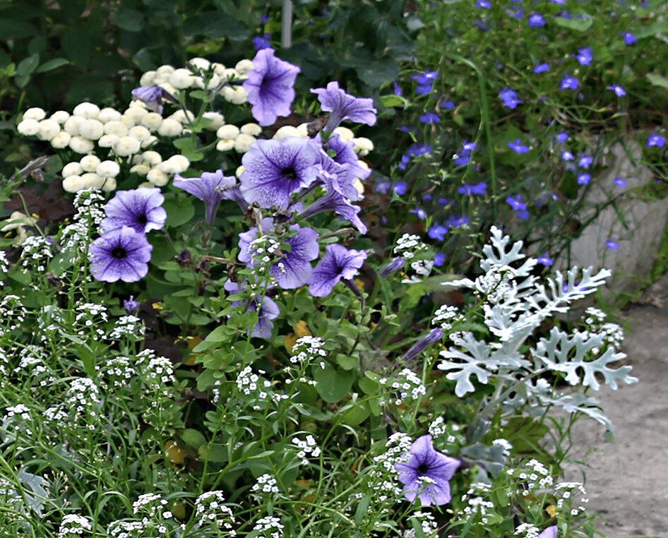 ��� ������� ��������� ��������� ����������� �� ����������� �����