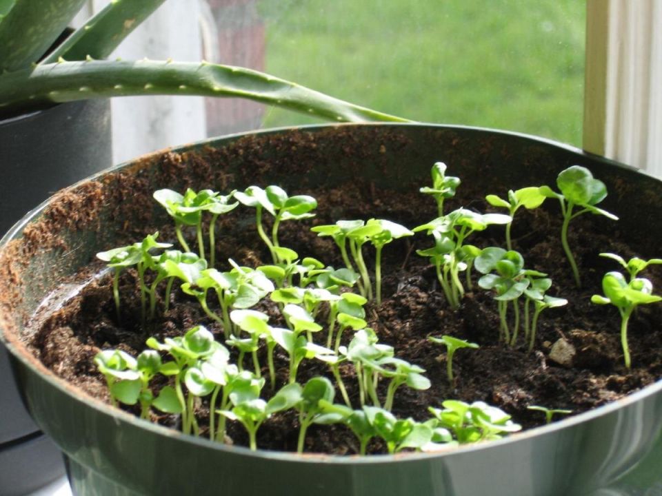 ��� ������������ ������ ������ ��� �������� ���������� ������