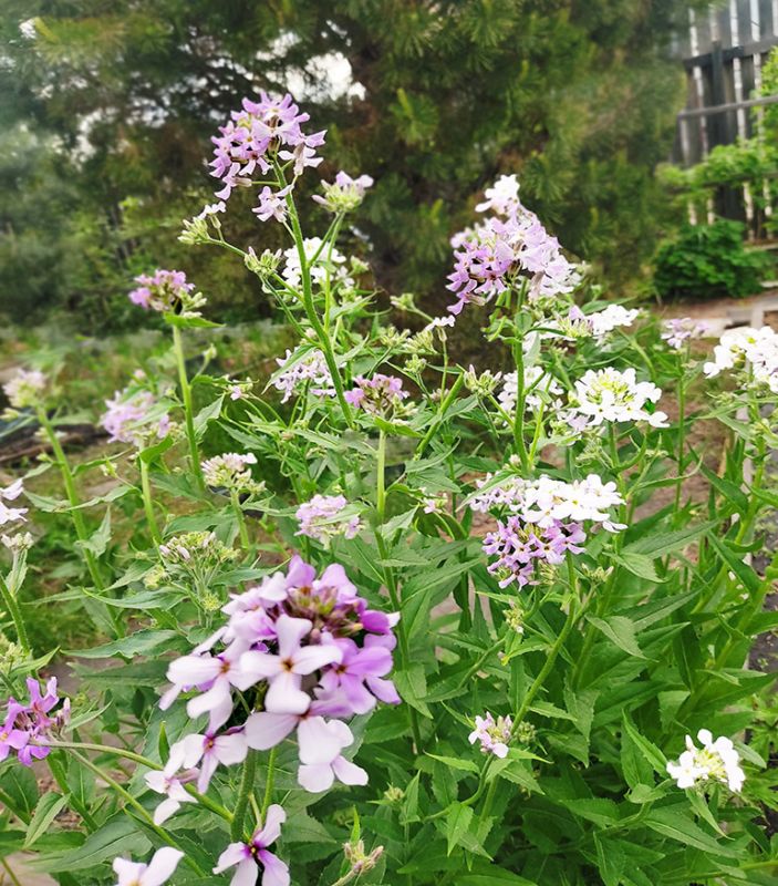 ���� ���� ������, ����� ��������� ��������� ������� � ������� ��� ��������