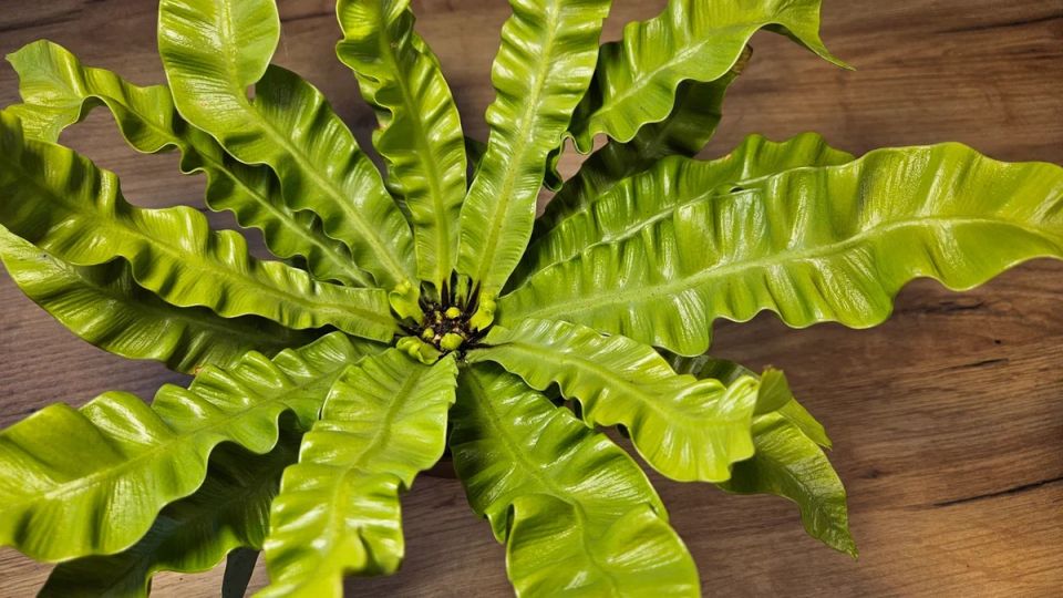 ��� ������ ��������� ��������� �������� ���� ����������: 7 ����������� ��������