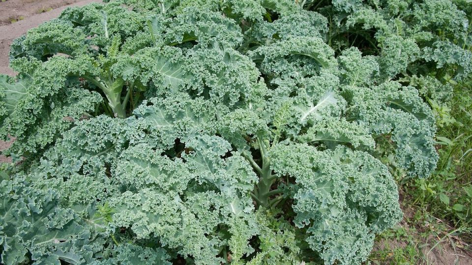 ����������� ������� ����: ������� ��������� ������� �� ������ ����