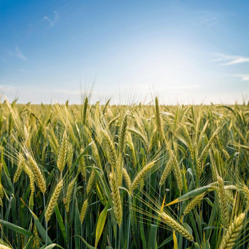 ���� ����������� ������ ������, ������� ������ �� ������ ���������